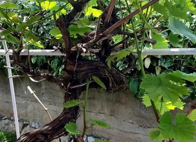 Ferienhaus Seaside House - 870